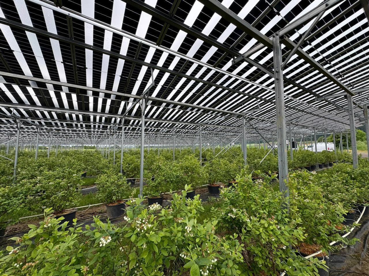 Greenbuddies staví asolární agrivoltaickou elektrárnu v Rakouském Wieselburgu o výkonu 1.81 MWp